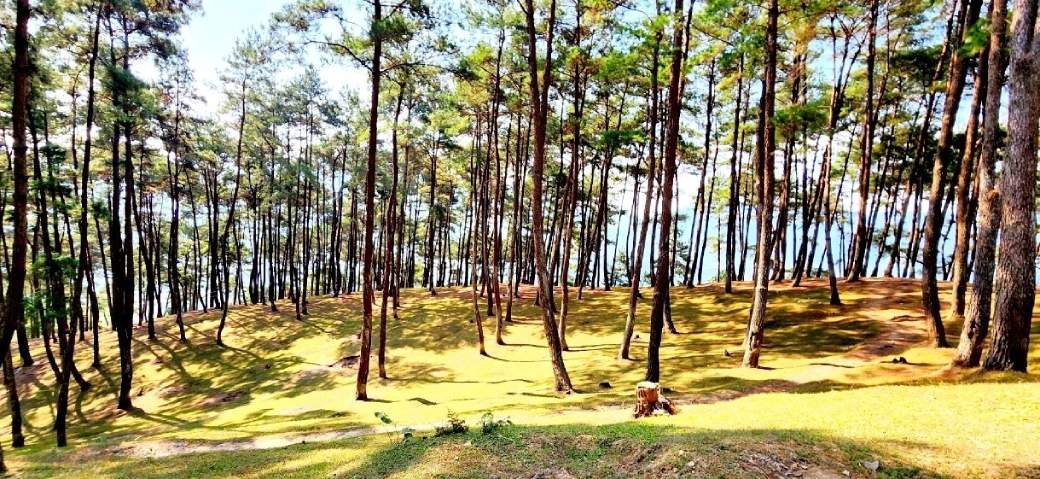 Yen Minh Pine Forest in Ha Giang